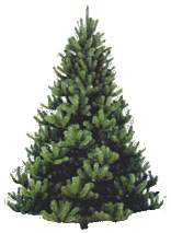 baum